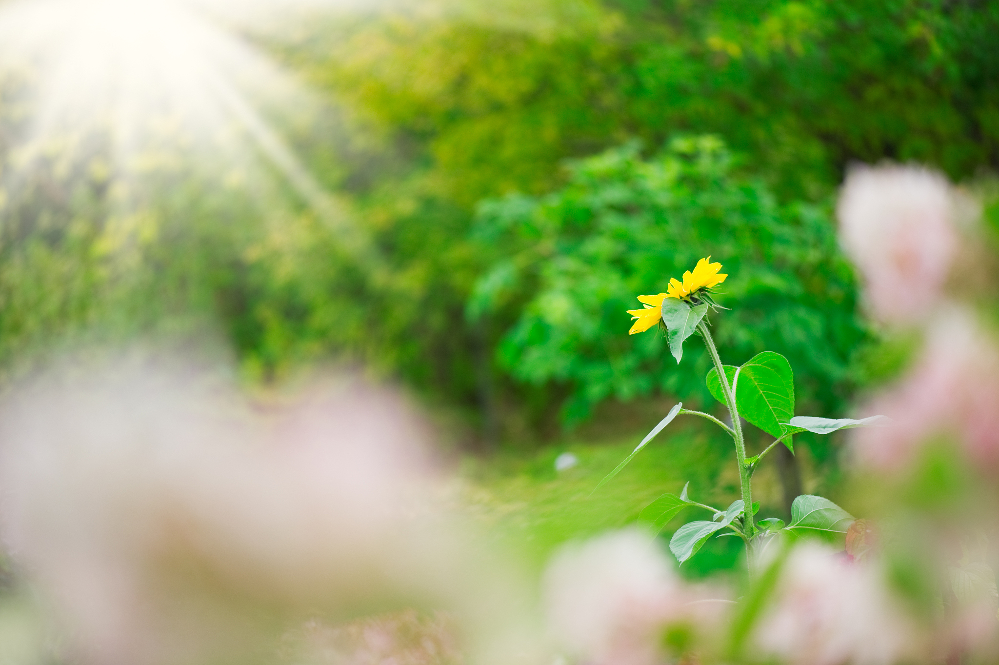 阳光正好,微风不燥.心情就像这灿烂的天气,明媚又自在