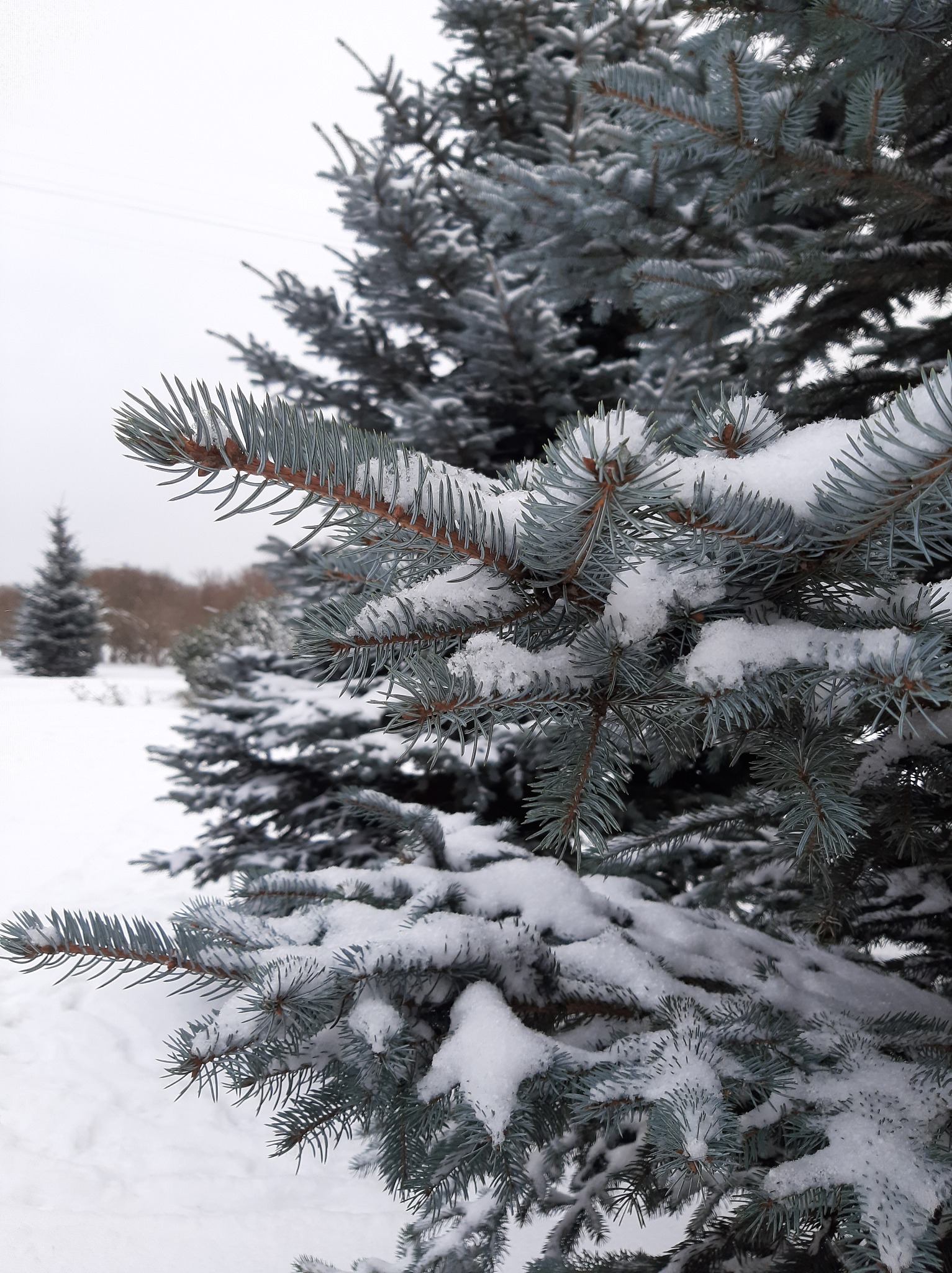 古风 松公福寿与天长, 不惧秋寒不惧霜