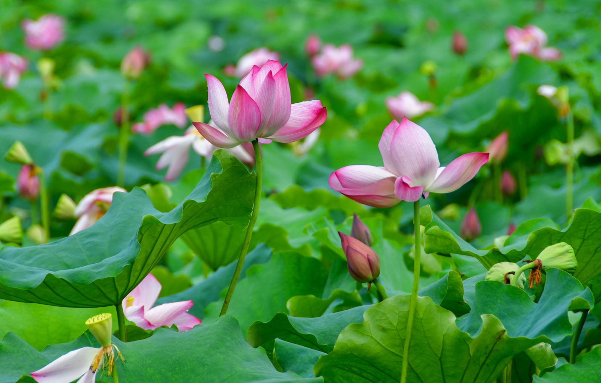 荷塘边,微风轻拂,荷叶摇曳,荷花盛开,美得让人心醉.