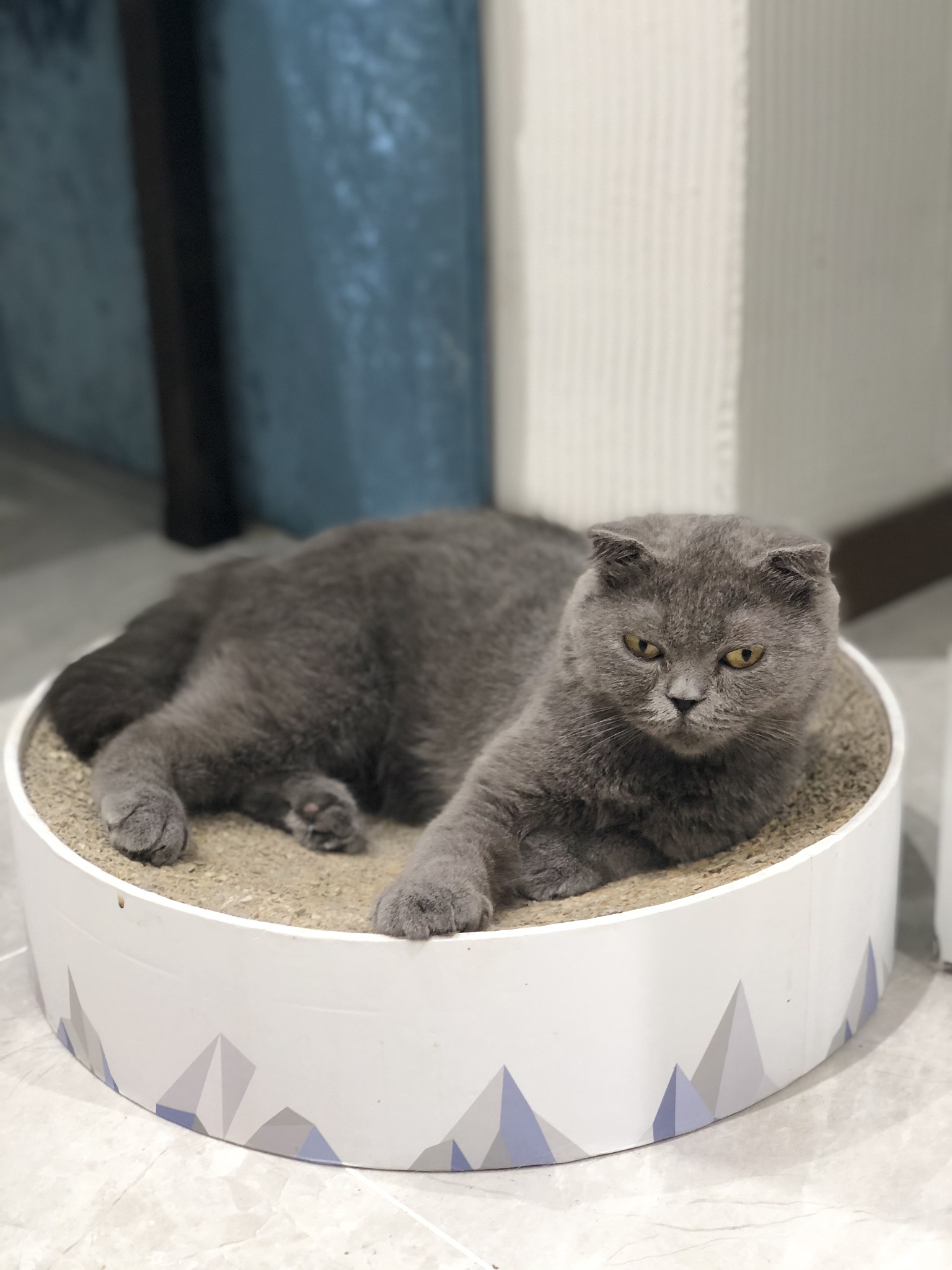 养蓝猫最忌主人的行为包括1:  1 打扰它睡觉 蓝猫需要充足的睡眠来