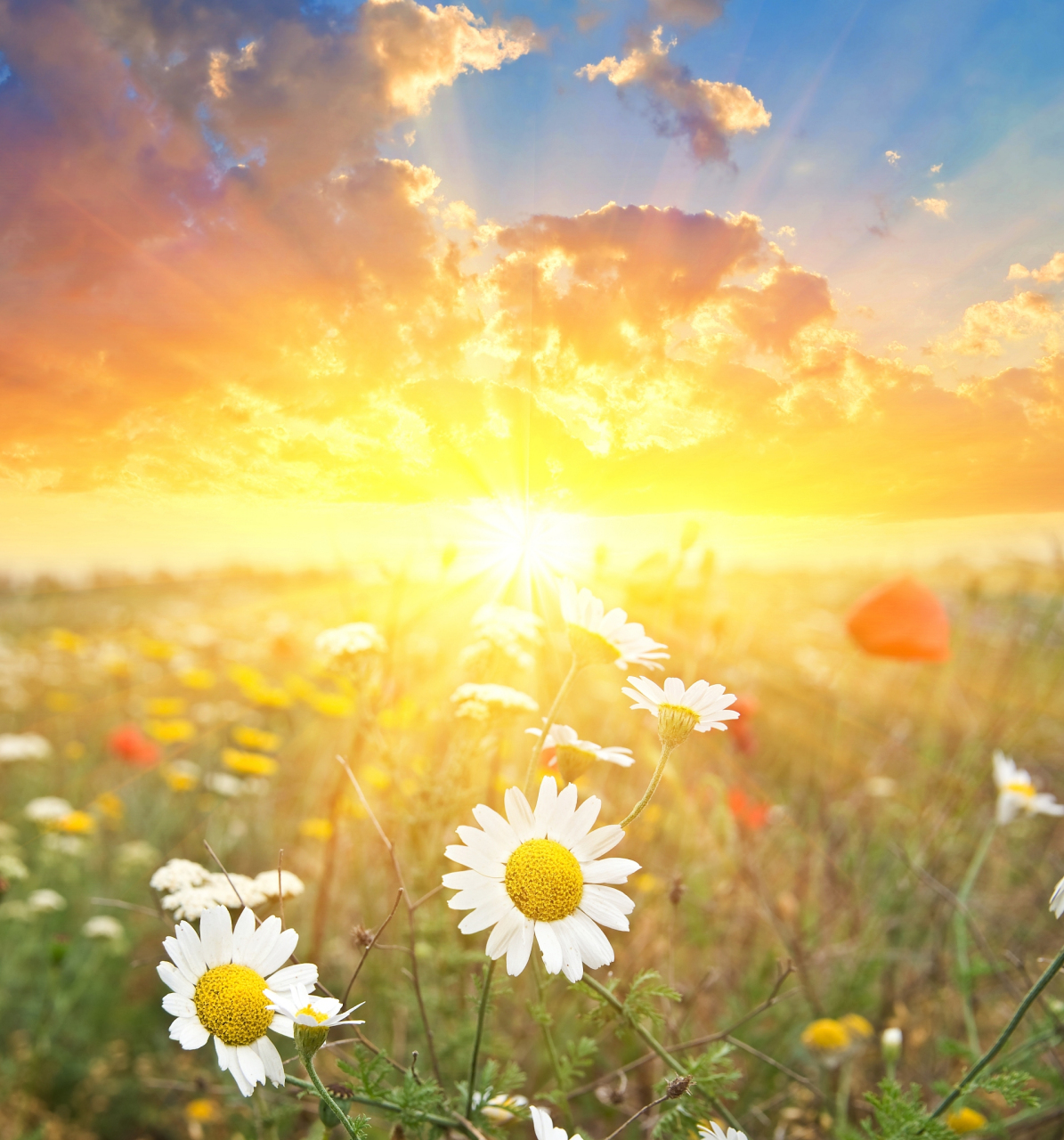 今天阳光灿烂,心情更是格外愉悦,因为要去给大女儿送排骨啦!