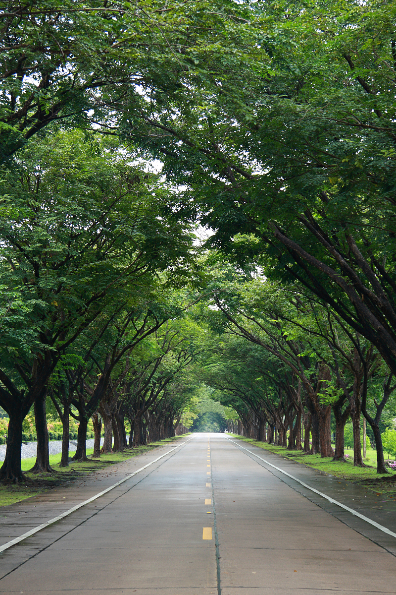 路边树木马路边大树图片道路旁的树图片路旁树马路两边树的图片马路边