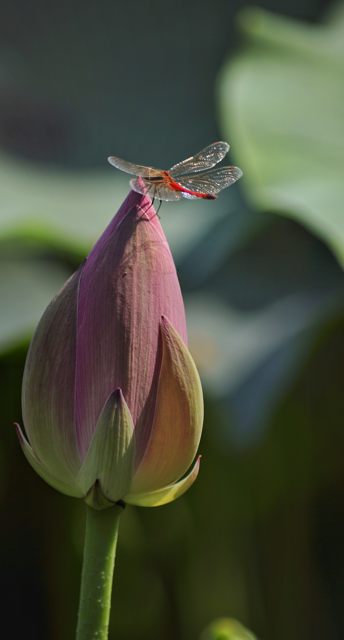 夏日荷花与蜻蜓巧妙的欢聚在一起: 在荷花盛开的荷塘上, 有一只蓝色的