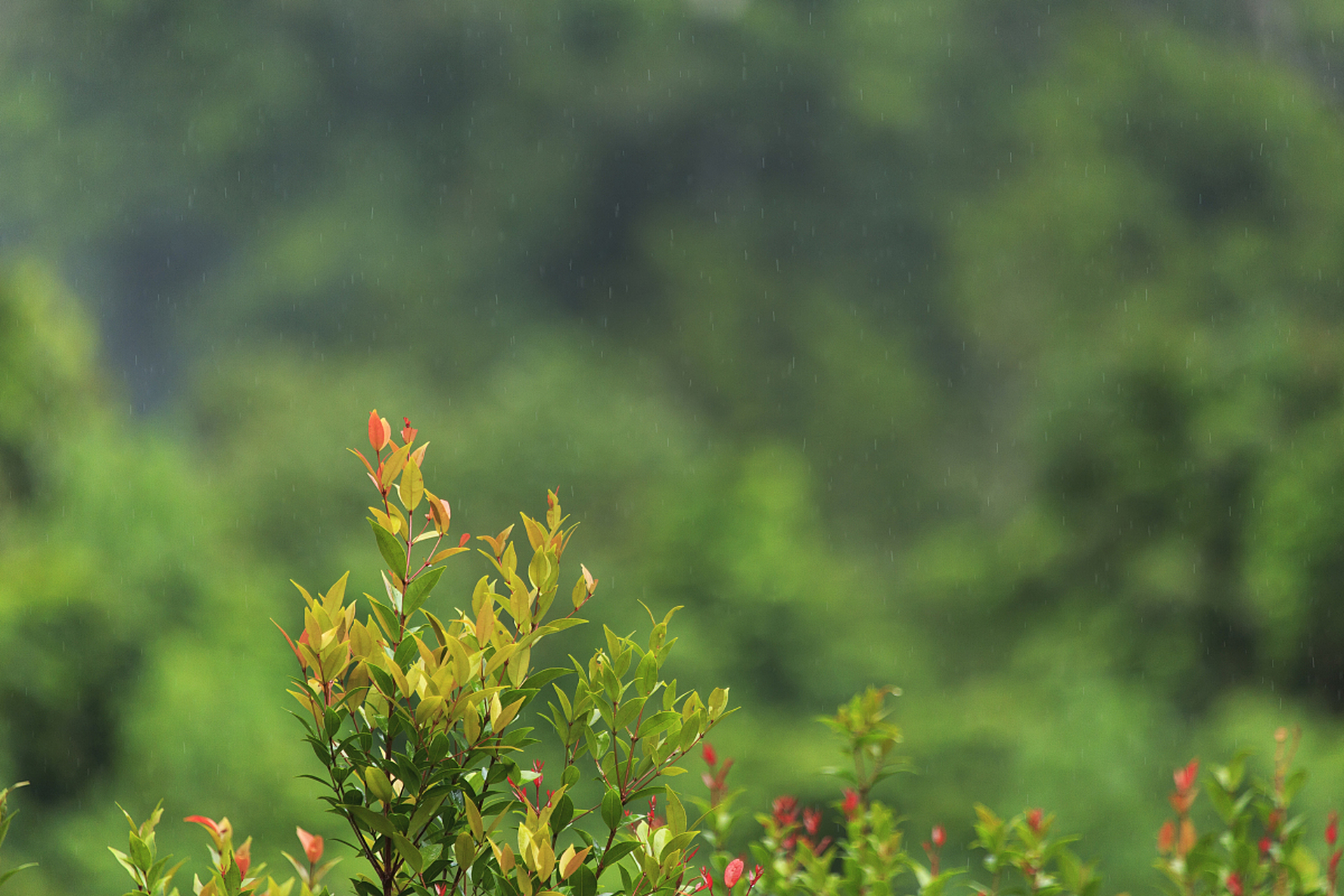 春雨滋润大地图片