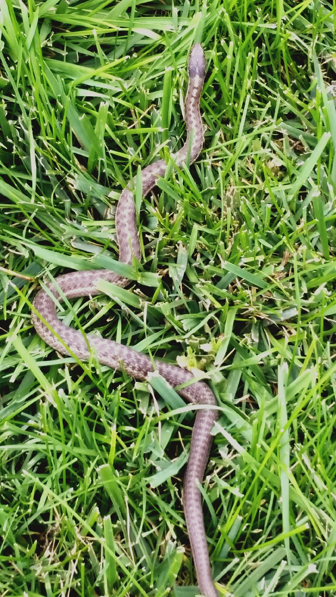 此草名为蛇咬子,又名一支箭,分布于东北,河北,陕西,湖北