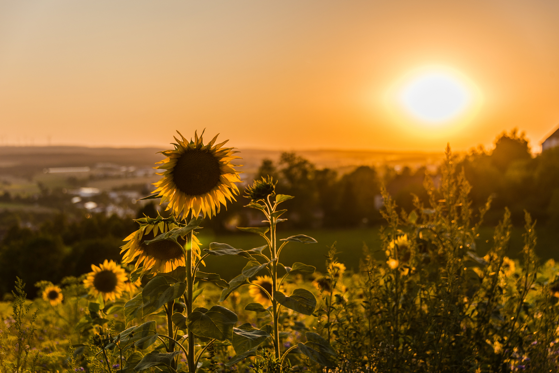 阳光之下,生活总是明媚媚的  沐浴在阳光之下,感受生活的温暖与美好.
