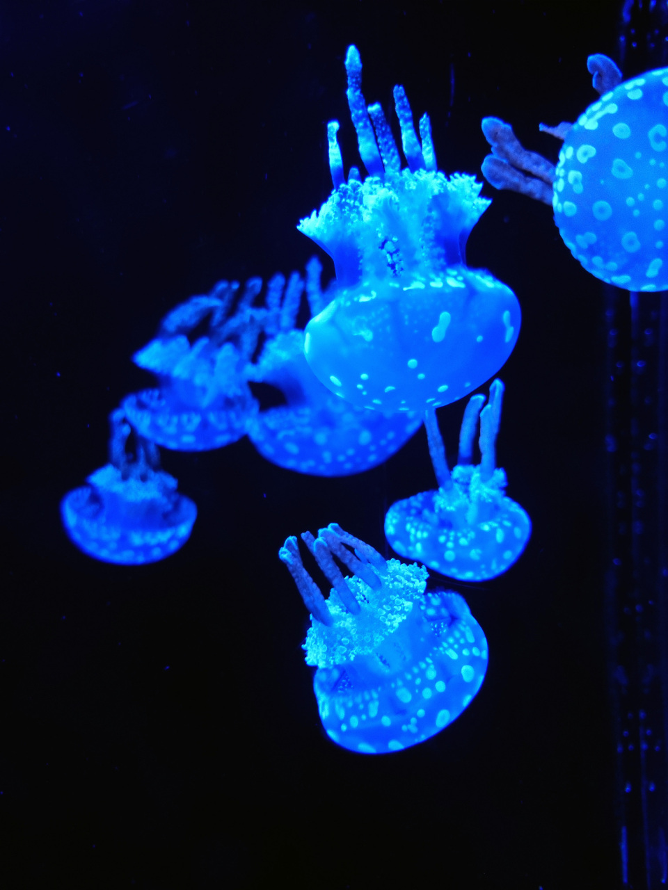 灯塔水母(左),自然界中生命的奇迹.