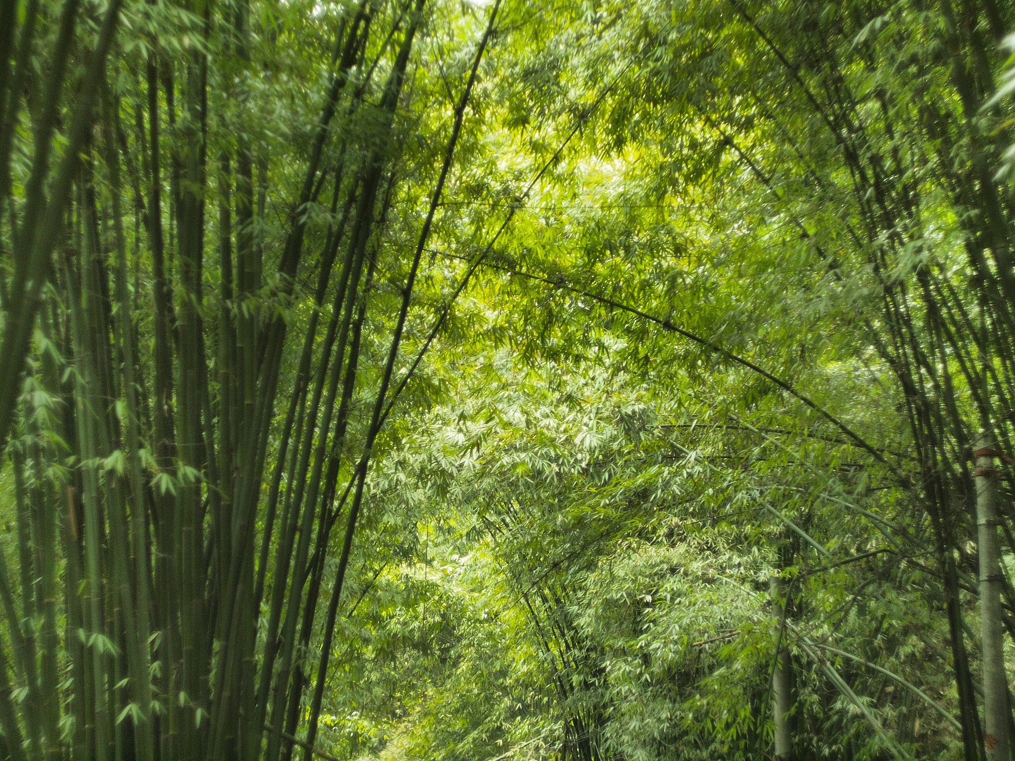 漫步在林间小道