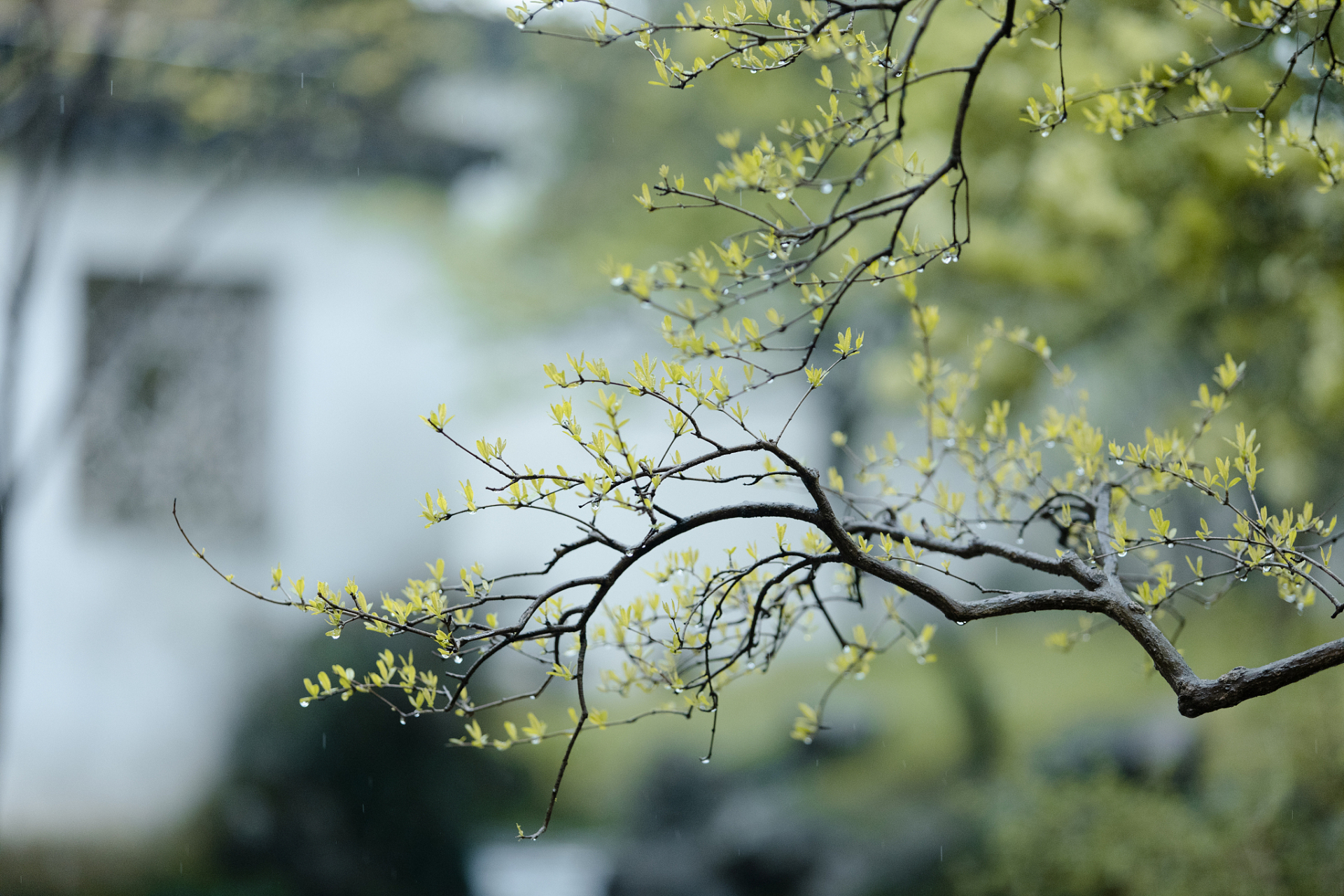 忧愁难挡情何限,李煜《虞美人·春花秋月何时了》  雨打梨花深闭门