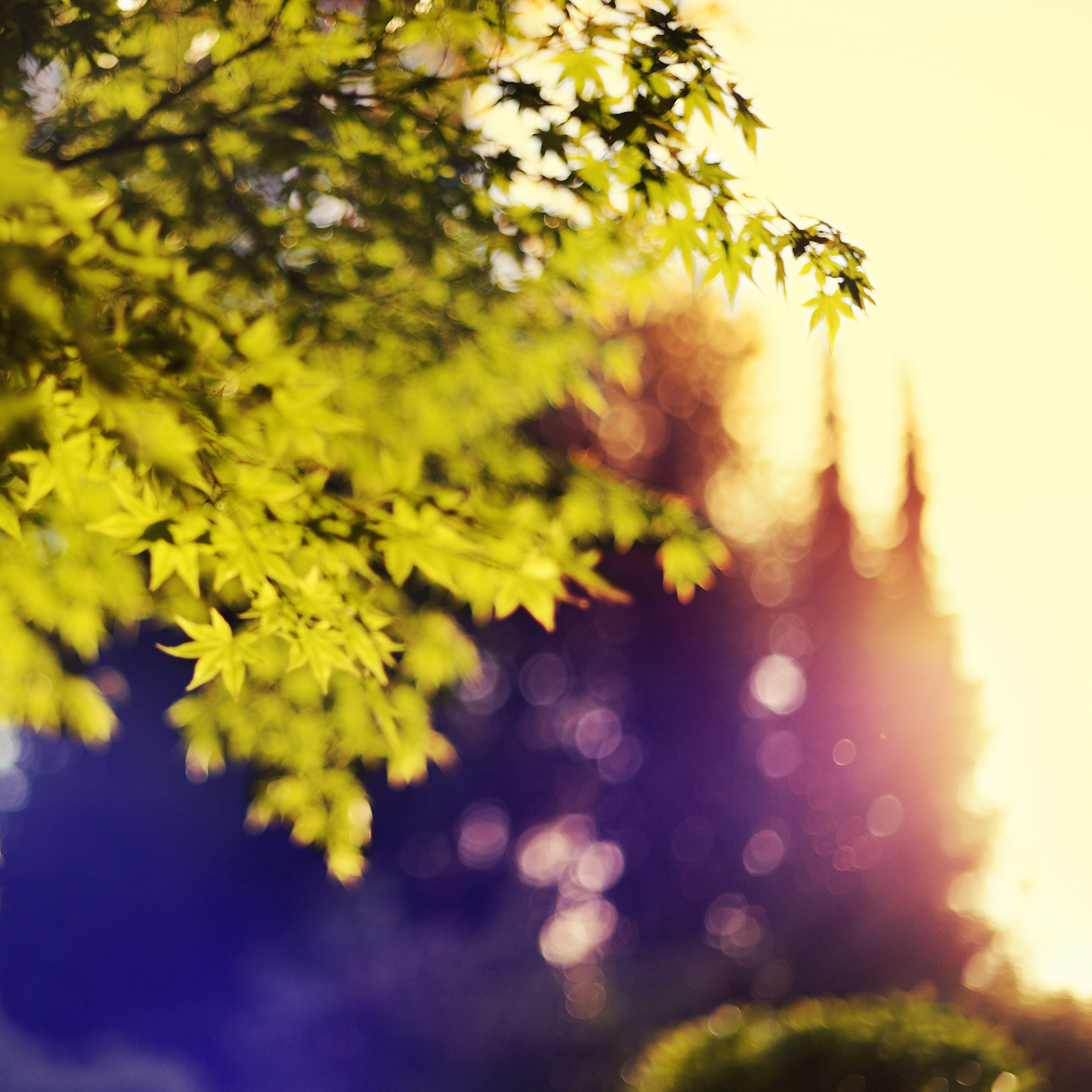 午后阳光洒落,金色的光芒穿透树叶,斑驳光影映照在你的脸上