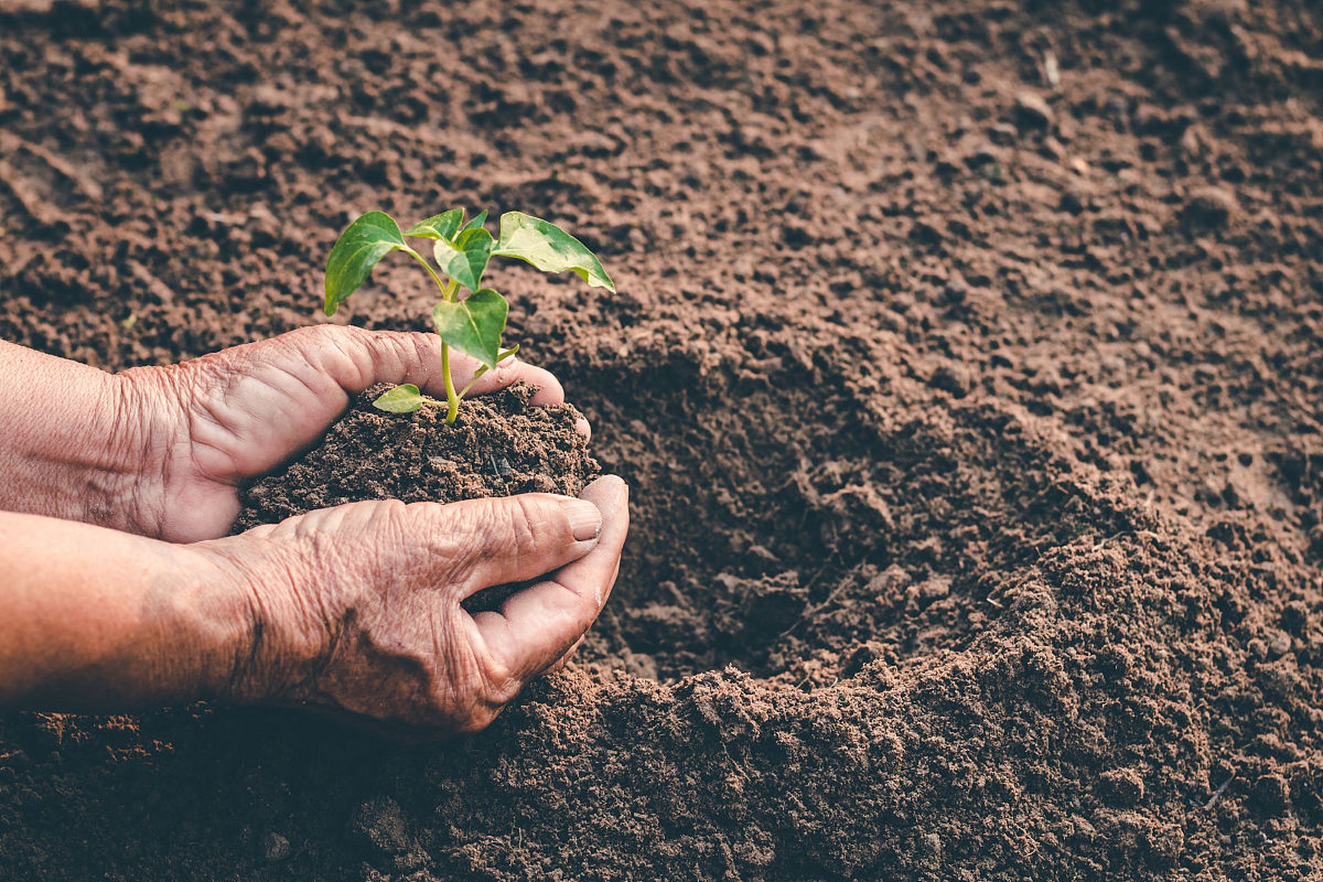 耕耘  辛勤的双手 种满 厚实的伤茧 肌肤布满丘棱  田间的喷泉 搓洗不