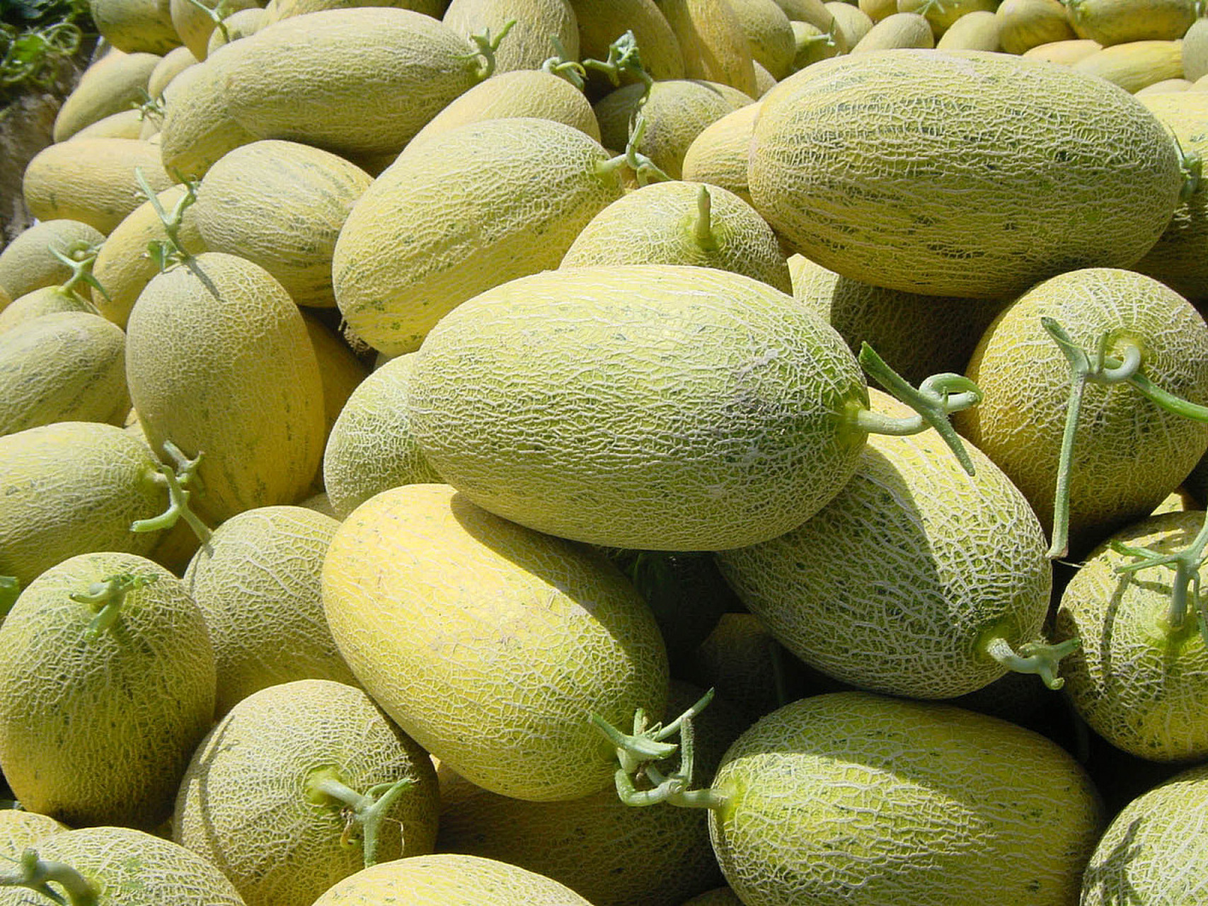 哈密瓜的形态各异,风味独特,瓜肉肥厚,清脆爽口,含糖量最高可达到21%.