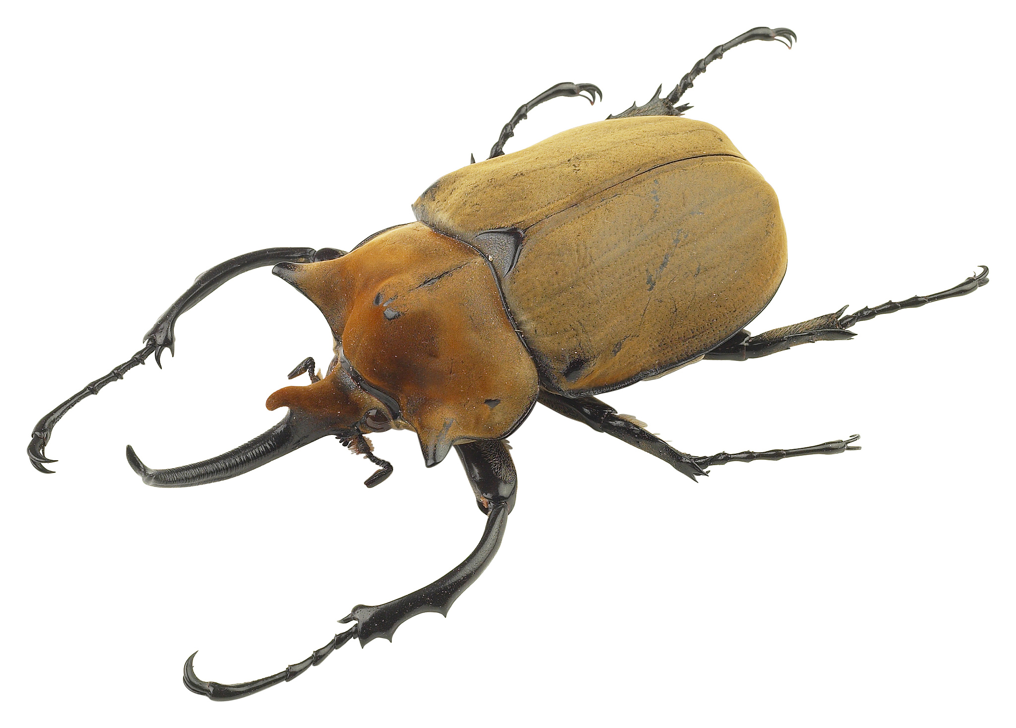 一只巨大的独角仙正在和另一只屎壳郎打架