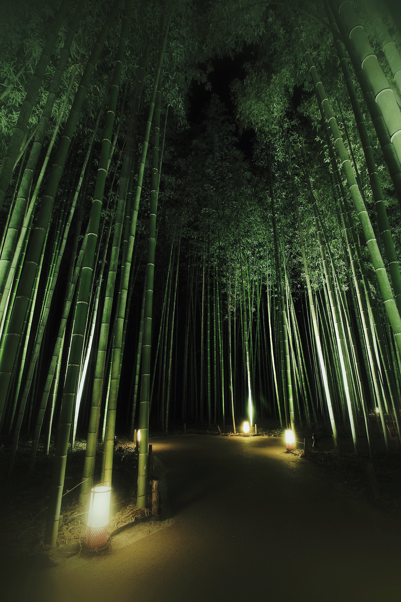 独坐林间,抚弄琴弦,天地家雇 竹林图片竹林夜景晚上竹林的图片湘西
