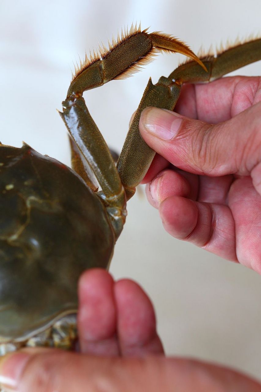 今天教大家如何区分大闸蟹的公母,让你在享受美食的同时,也能成为辨别