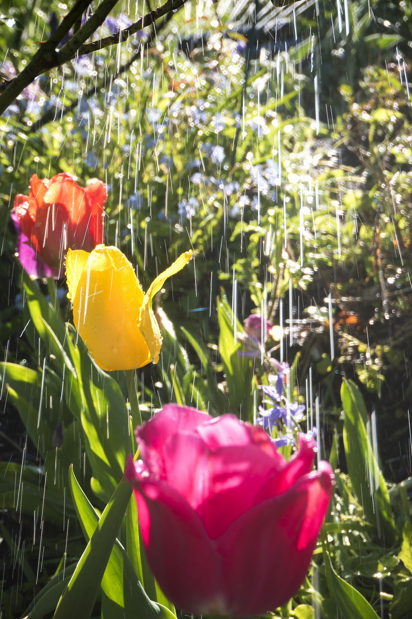 《雨中花》  雨丝轻拂过窗棂,细语呢喃入梦来.