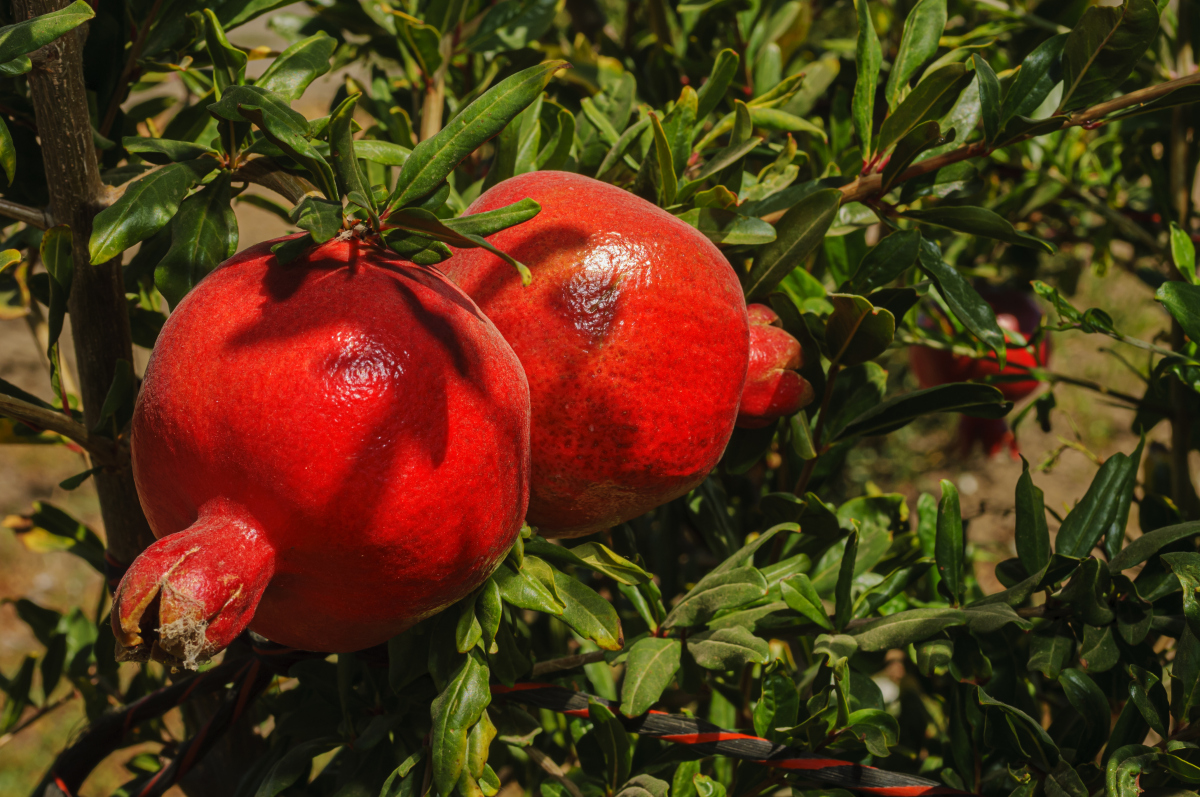 碳化镂空#盆景# 大红袍石榴