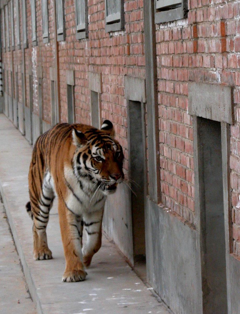 前些天到动物园,看到骨瘦如柴的老虎,站立起来都困难,走路歪歪扭扭的