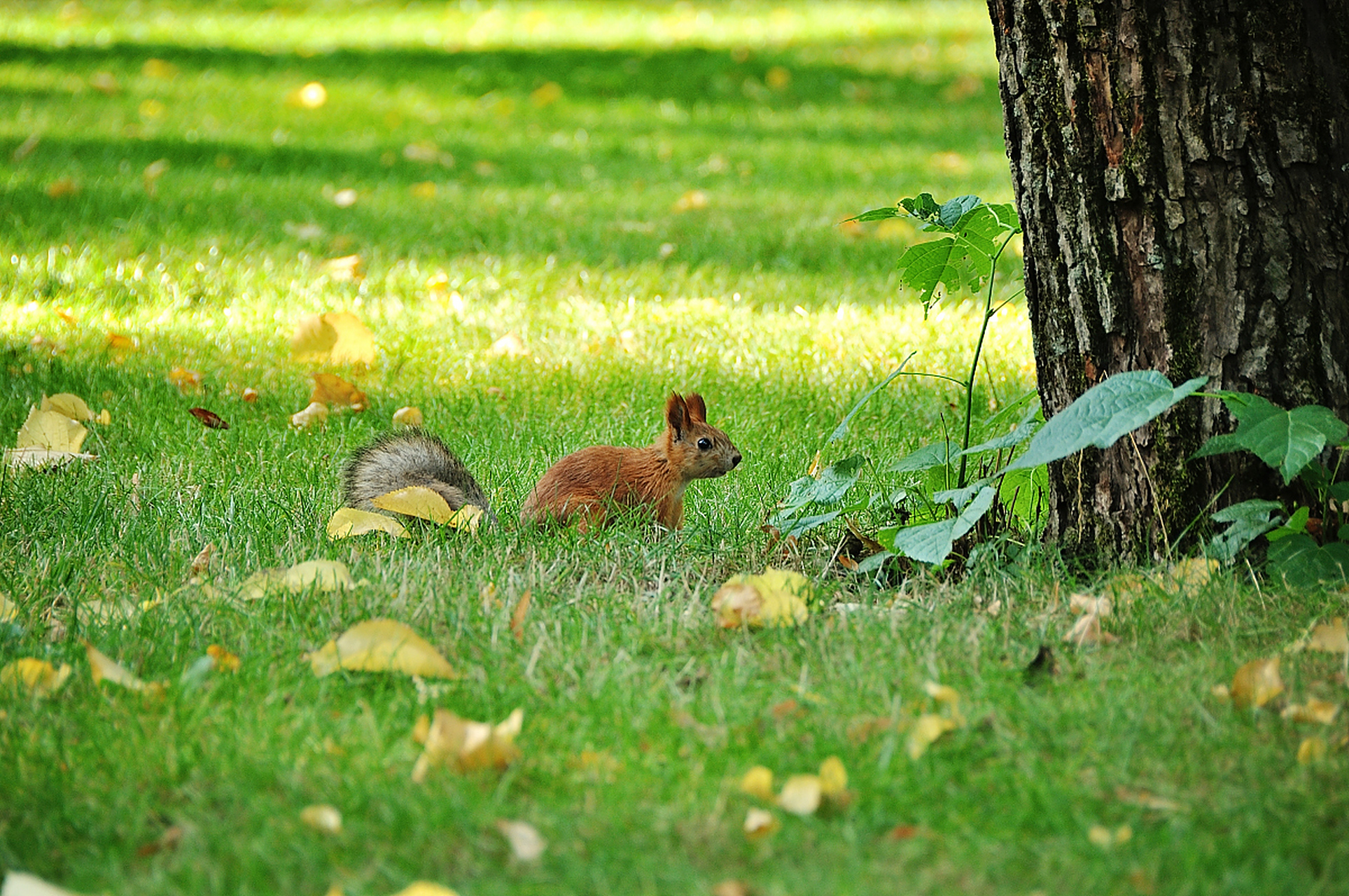 小兔跳跳的新朋友——友情的光辉  阳光透过树叶的缝
