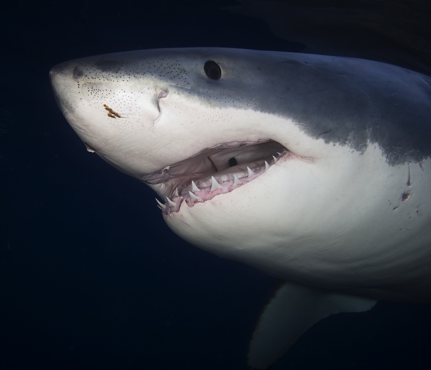 不过,你可别小看了这种鱼,它们的嘴巴虽然大,但牙