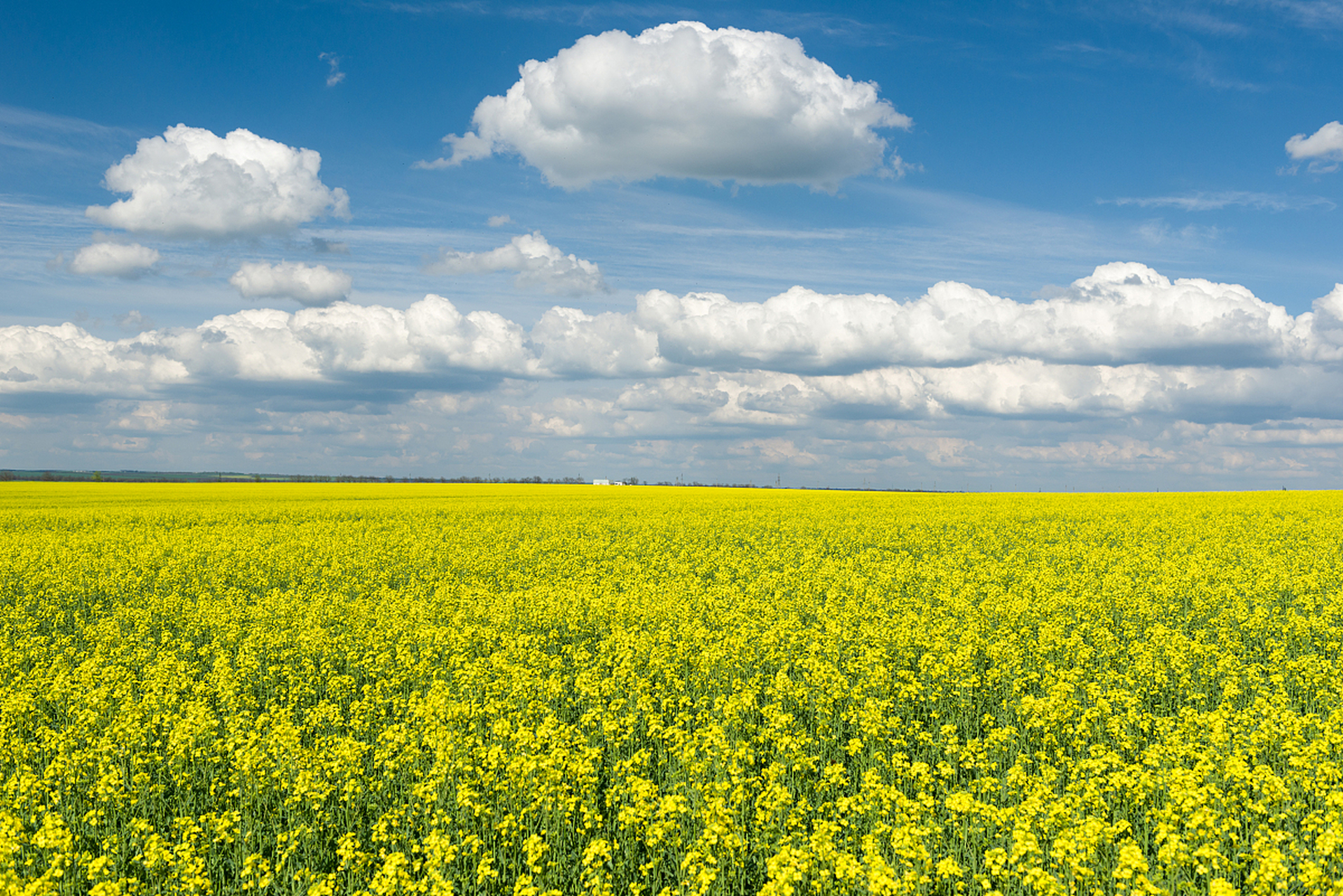 金黄的油菜花盛开,铺满大地,宛如一片闪烁的金色海洋.