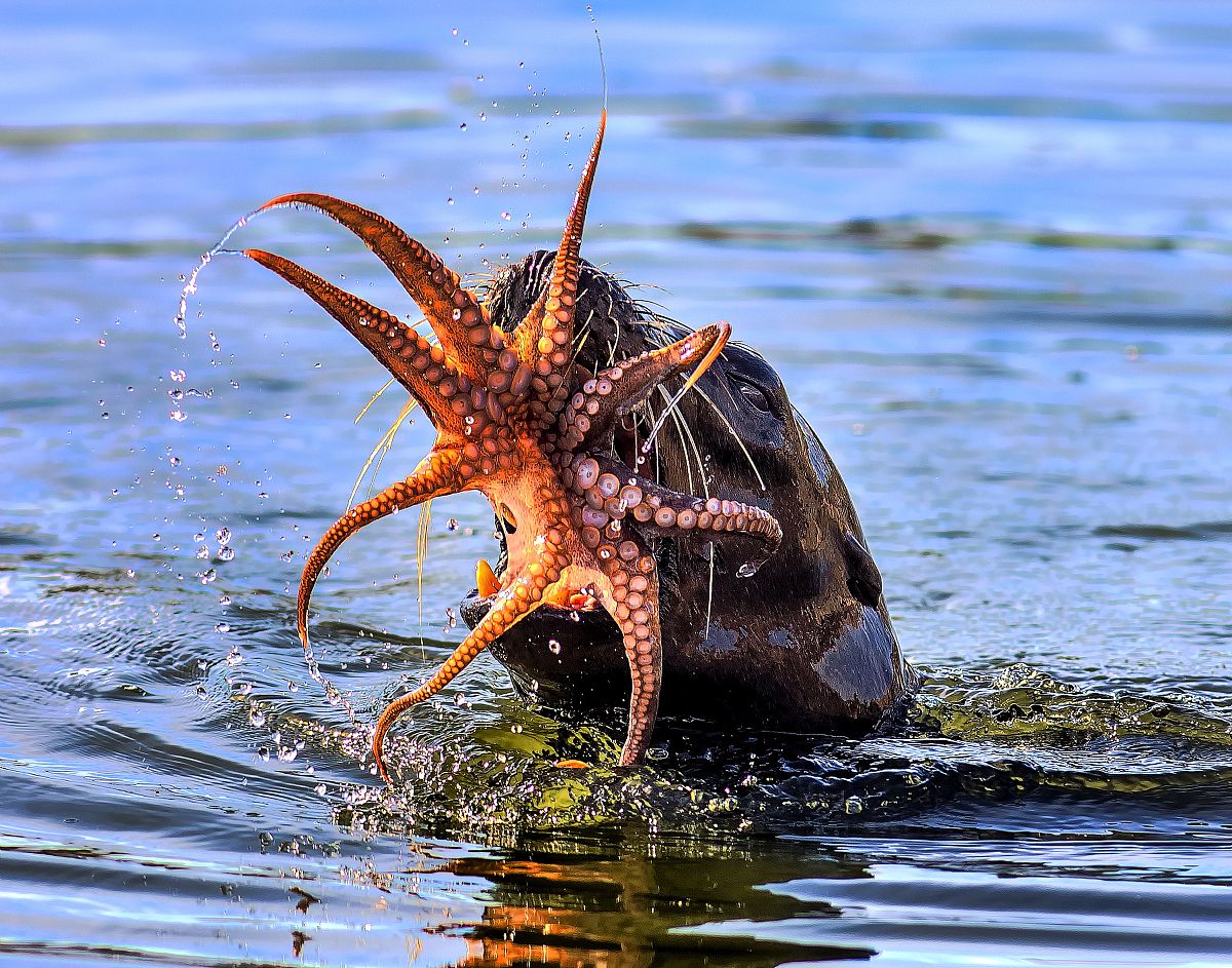 章鱼的智商可能比你想象的还高:章鱼的神经系统复杂到它们可以解谜题