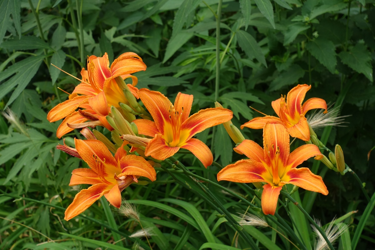 《墨萱图》 元·王冕 灿灿萱草花,罗生北堂下.