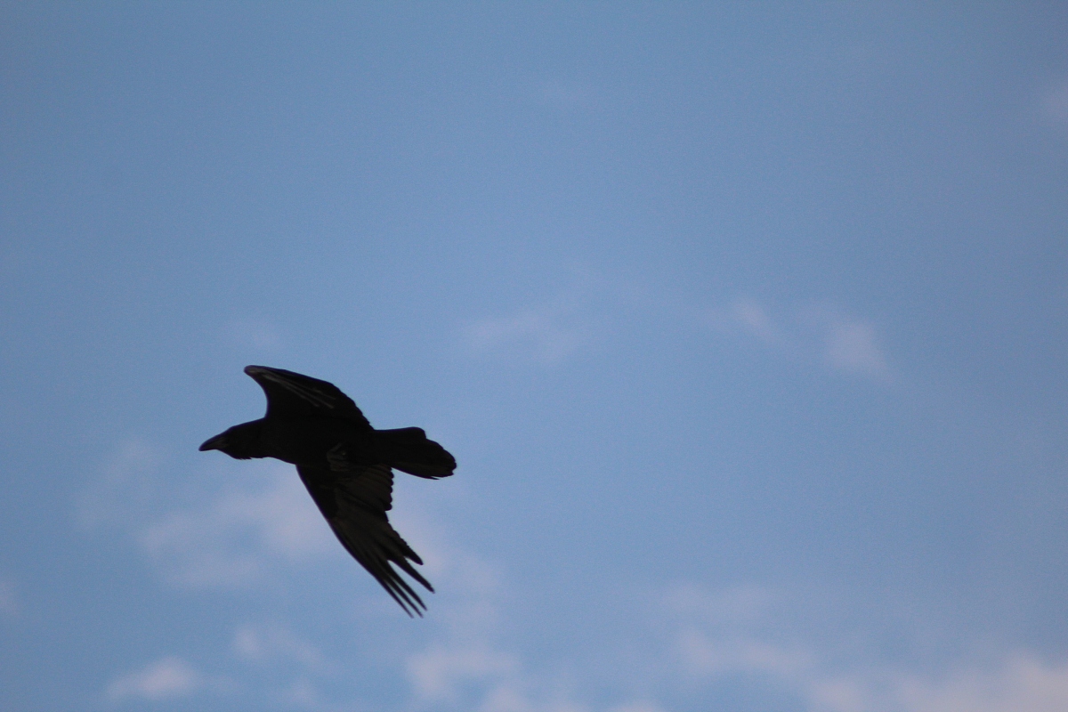 最擅长飞行的鸟. 黑雨燕非常擅长飞行,能够连续飞行几个月都不知疲惫
