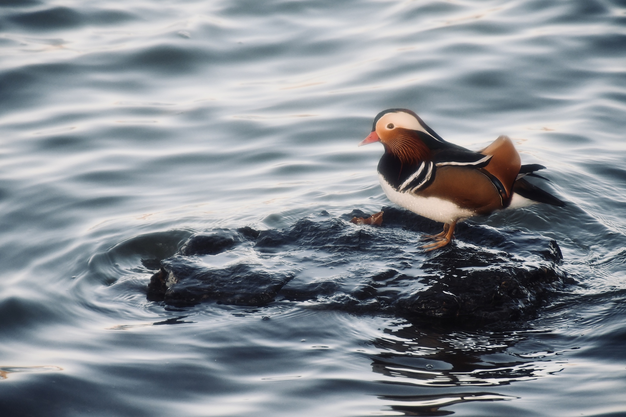 我们都应该相信,世间万物,皆有情缘