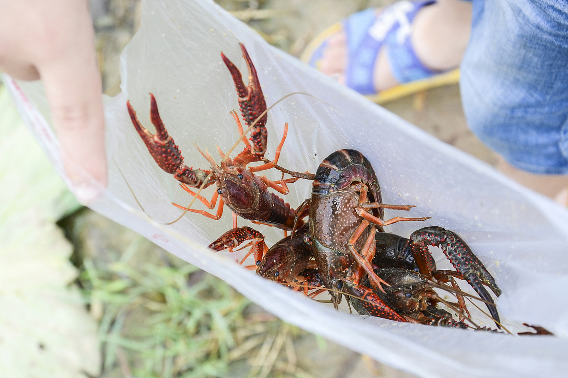小时候家里缺少吃的,就会跟小伙伴去田里面捉龙虾