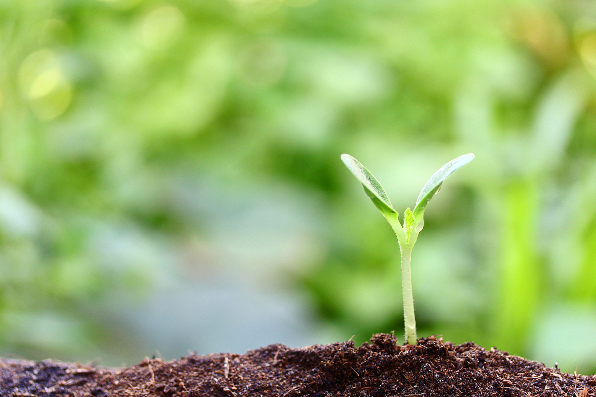 一棵树,不仅是生命的象征,更是希望与未来的承诺.