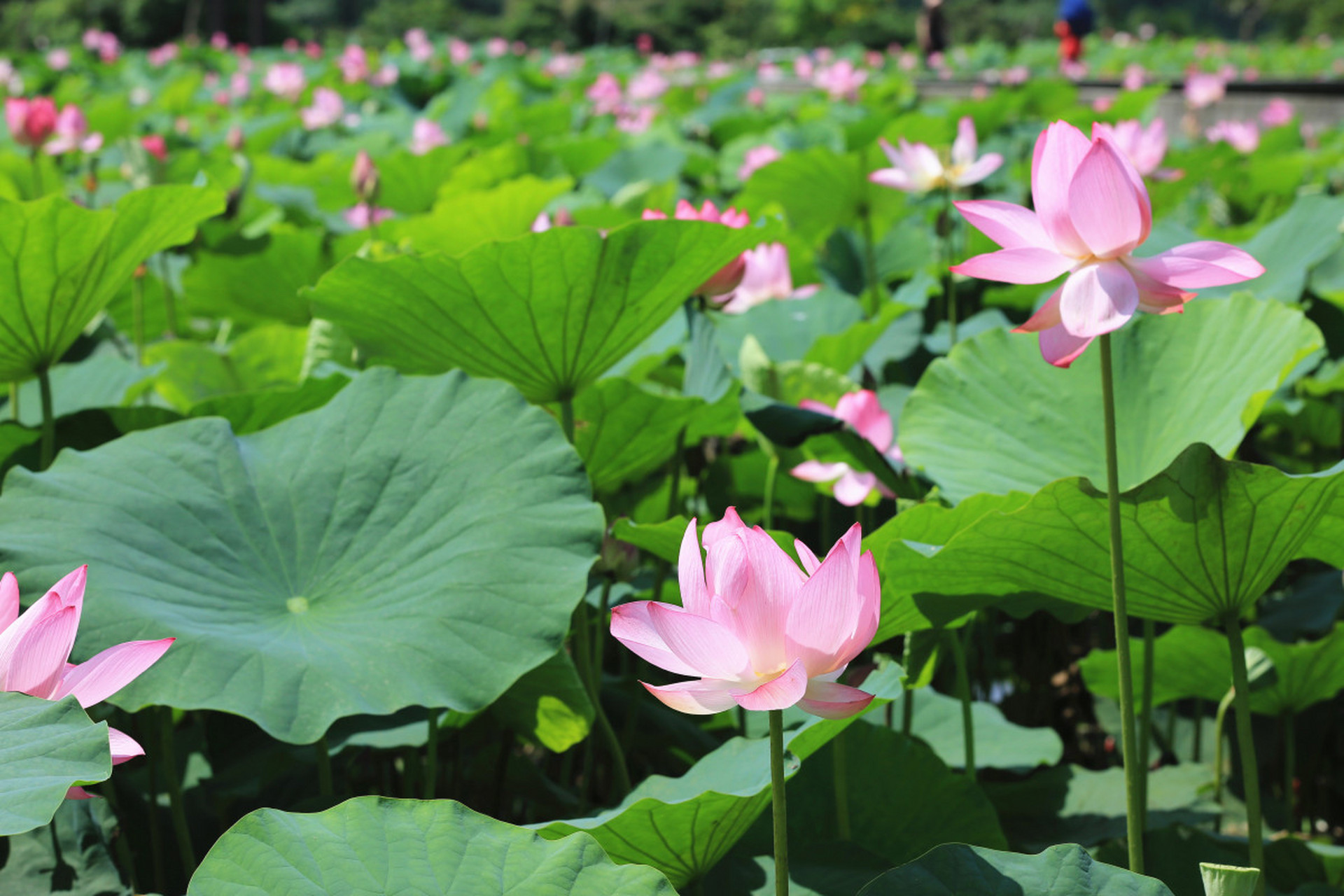 清新夏日荷塘壁纸图片