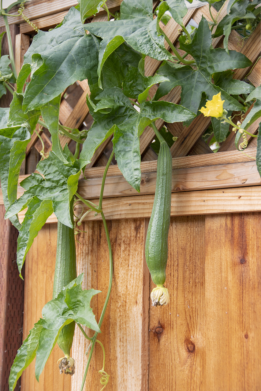 丝瓜藤的作用有舒筋活血,止痰去咳.但是体内虚寒腹泻的朋友不要使用.
