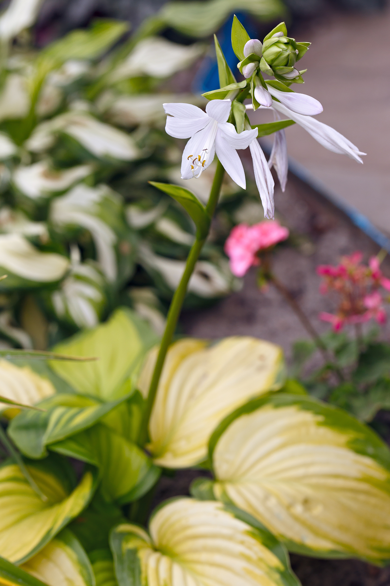 玉簪花,是一种美丽的草本植物,原产于中南美洲.