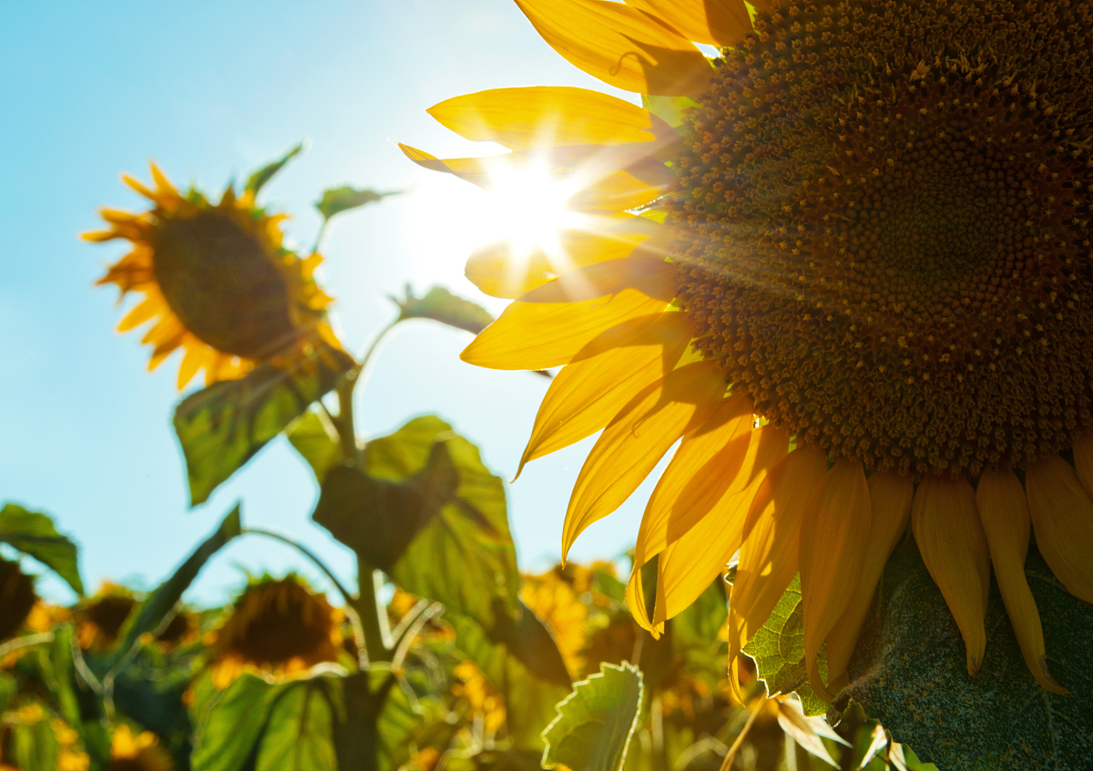 今天阳光明媚,仿佛整个世界都在微笑.