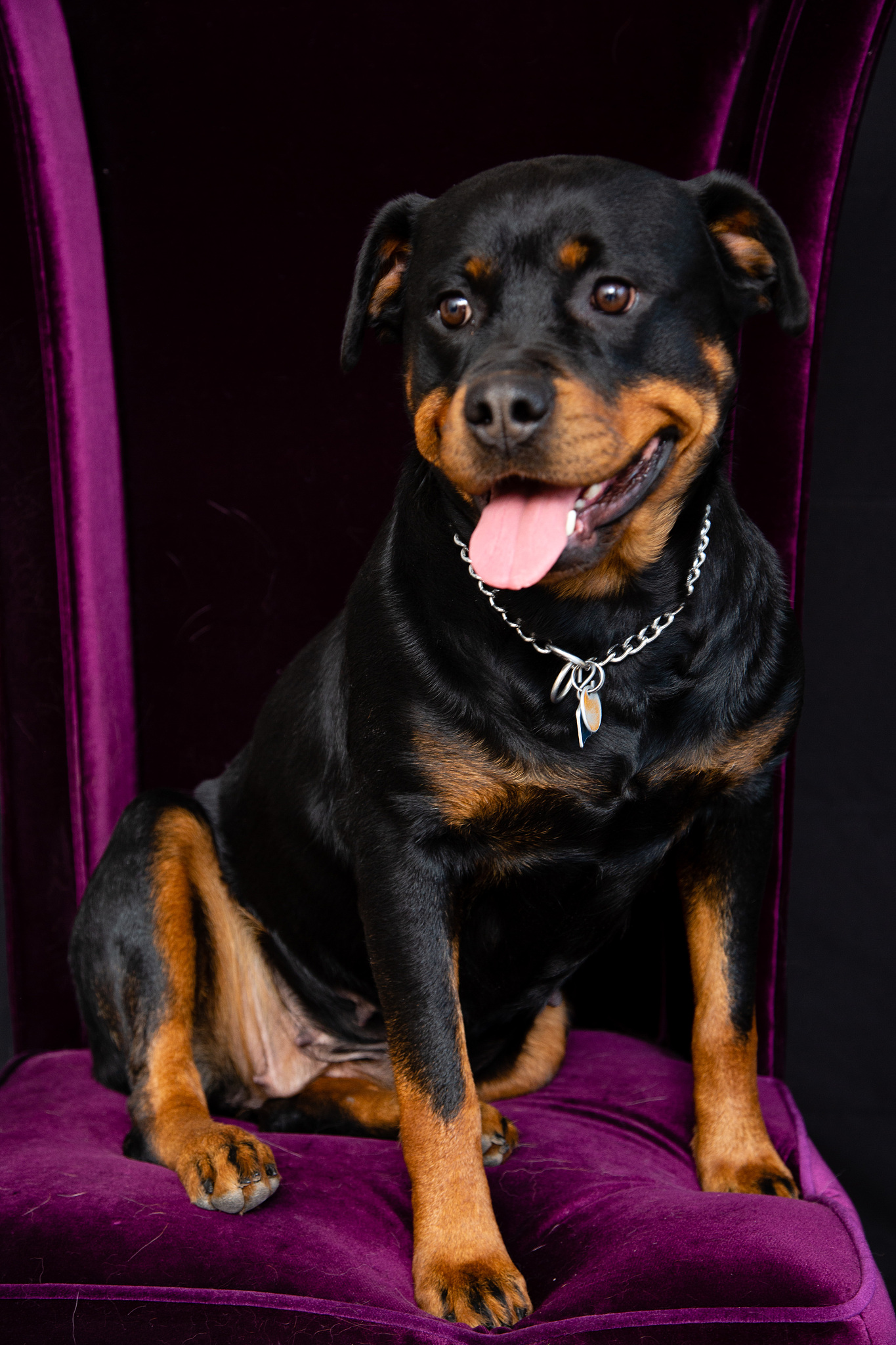 罗威纳犬罗威纳犬,绝对的萌宠之选!我家的罗威布卡,从0.