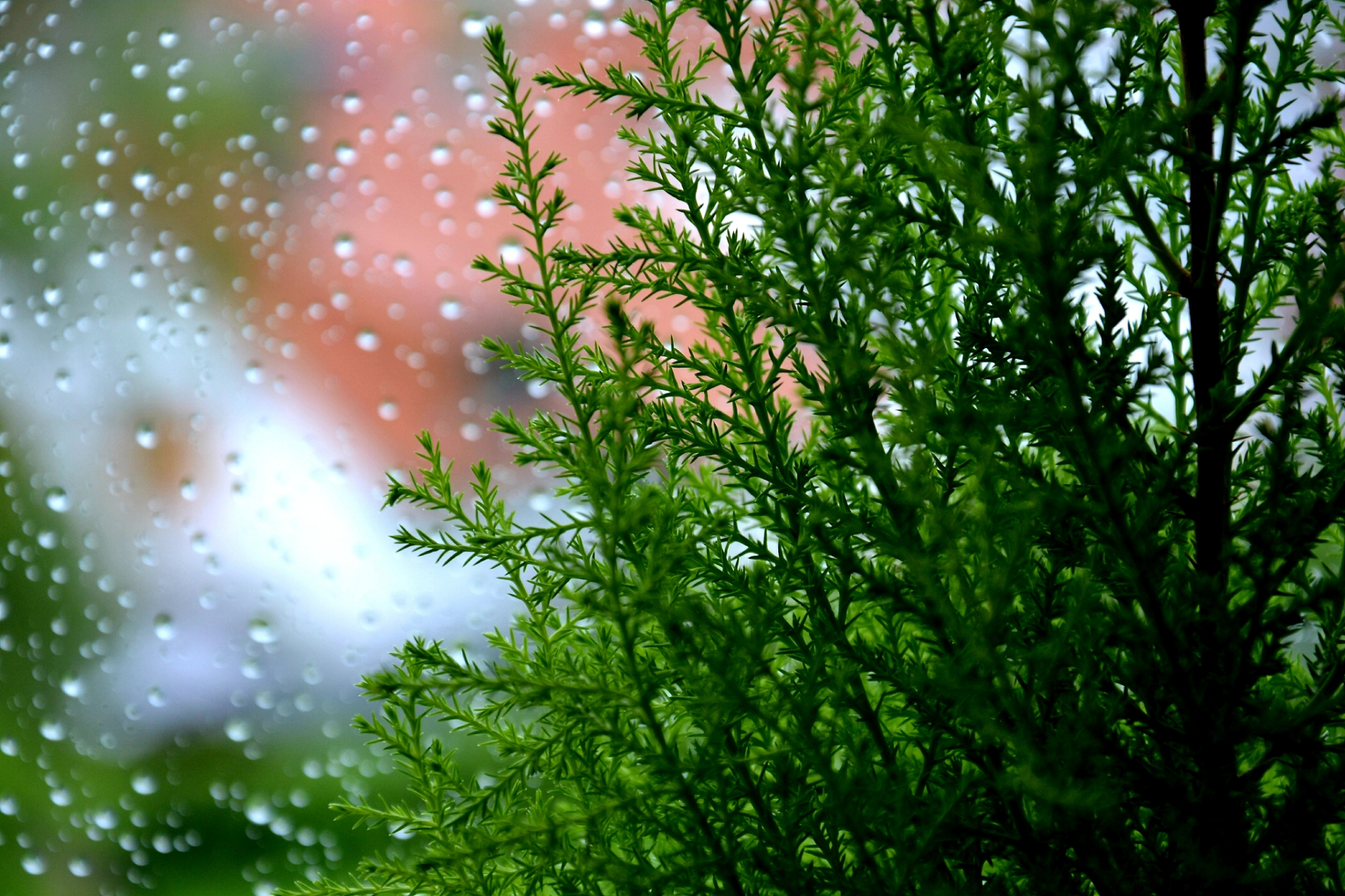 春天早上下雨图片图片