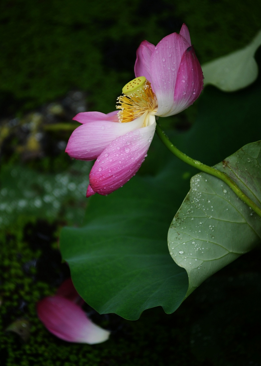 上联:暮烟娇荷 下联:晨露粉莲 上联:远山银黛 下联:临海雪浪 上联