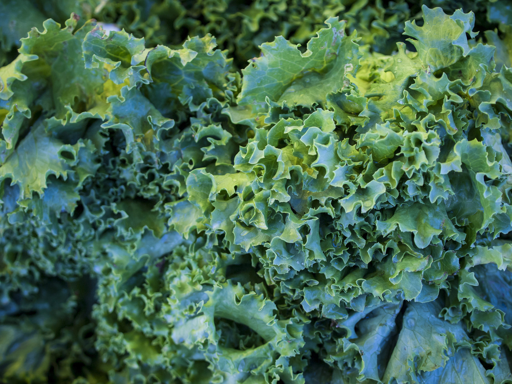 乳腺癌最讨厌海带 胰腺癌最讨厌西兰花 肝癌最讨厌蘑