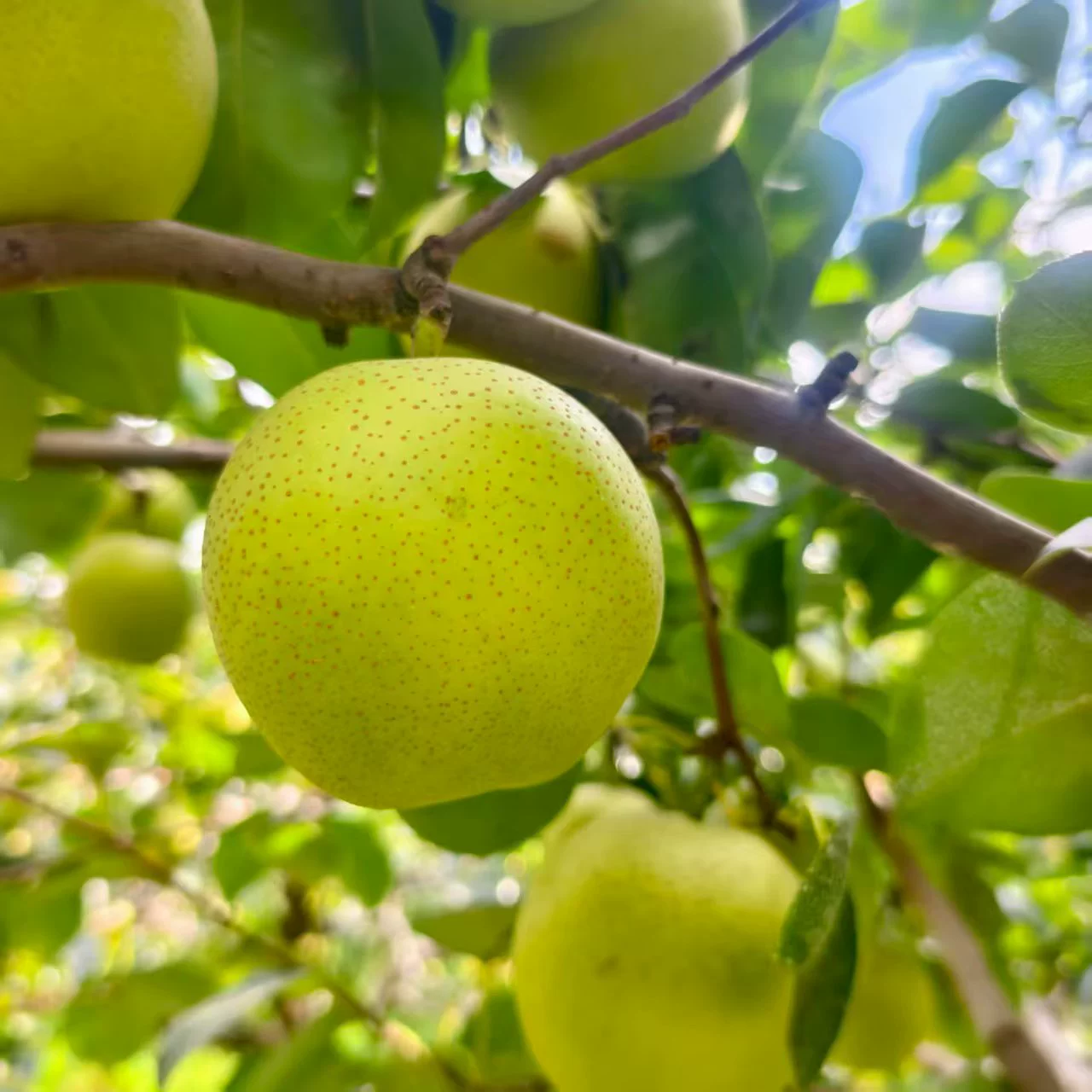 一口爆汁的甜蜜暴击!这款梨子让吃货集体沦陷
