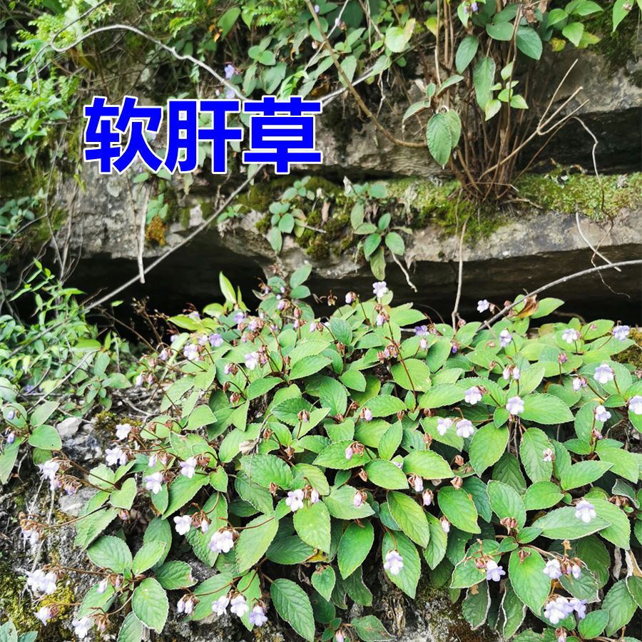 贵州软肝草又是什么神仙植物?