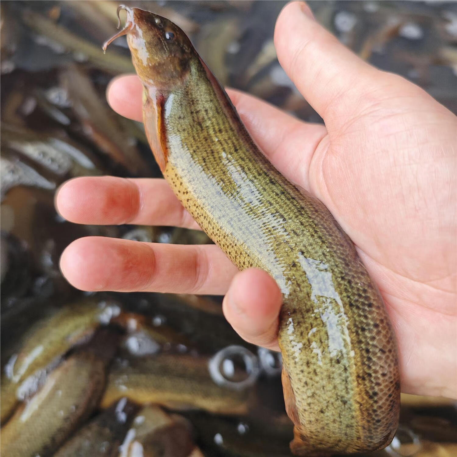 泥鳅养殖新选择:从鱼苗到成鱼的全程解决方案