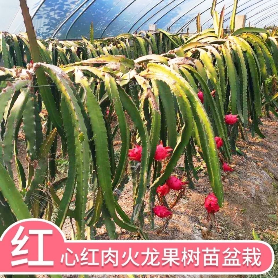 阳台种植新宠:红心火龙果树苗的栽培秘籍与丰收喜悦