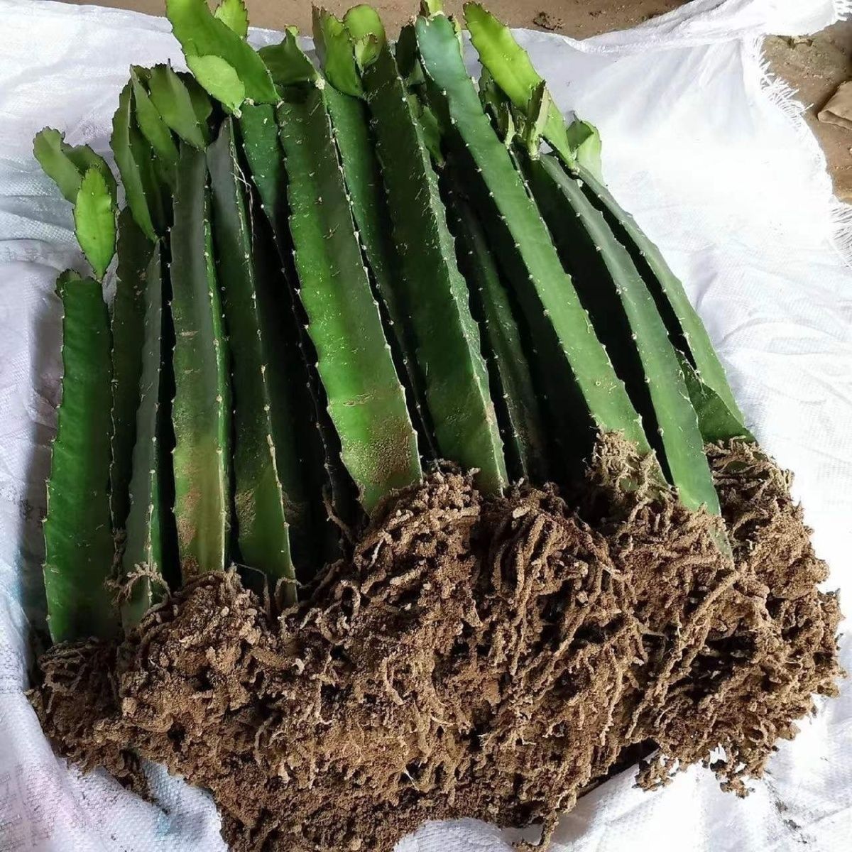 阳台种植新宠:红心火龙果树苗的栽培秘籍与丰收喜悦