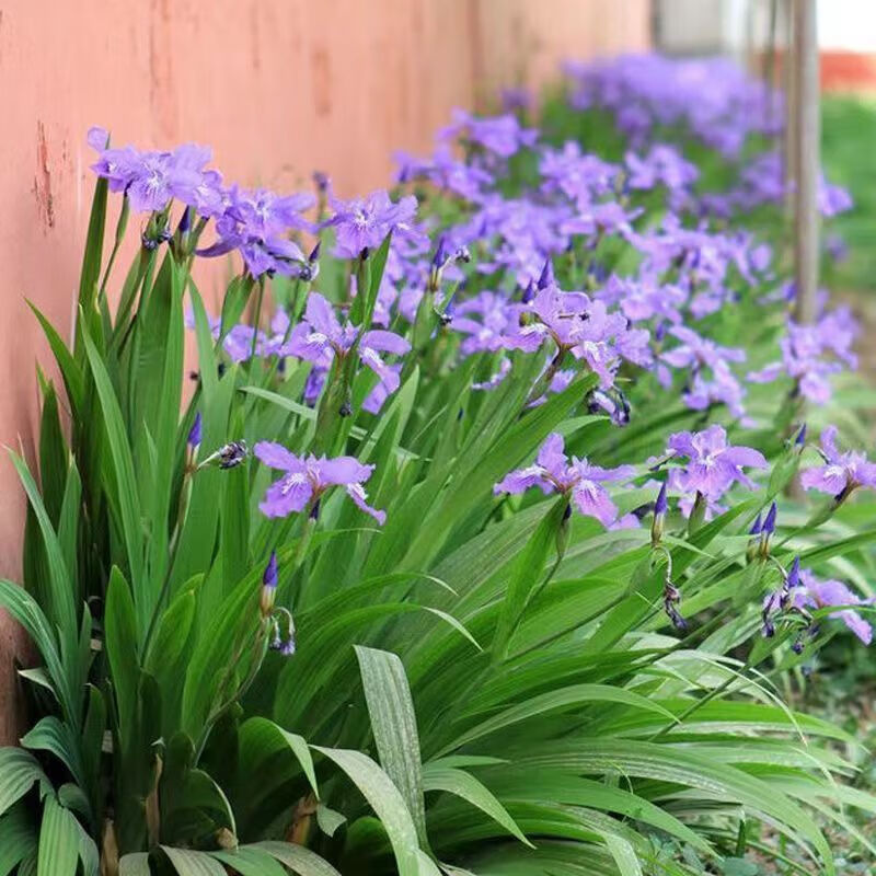 德国鸢尾种子堪称添彩神器,轻松营造梦幻氛围,让你的庭院成为邻里艳羡