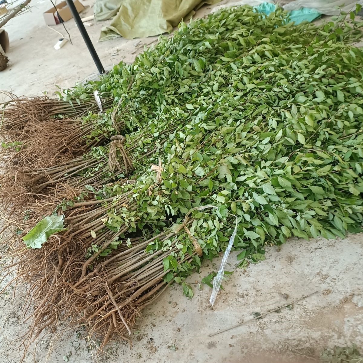 庭院绿化的秘密武器:这棵榆树苗能让你的空间四季如画