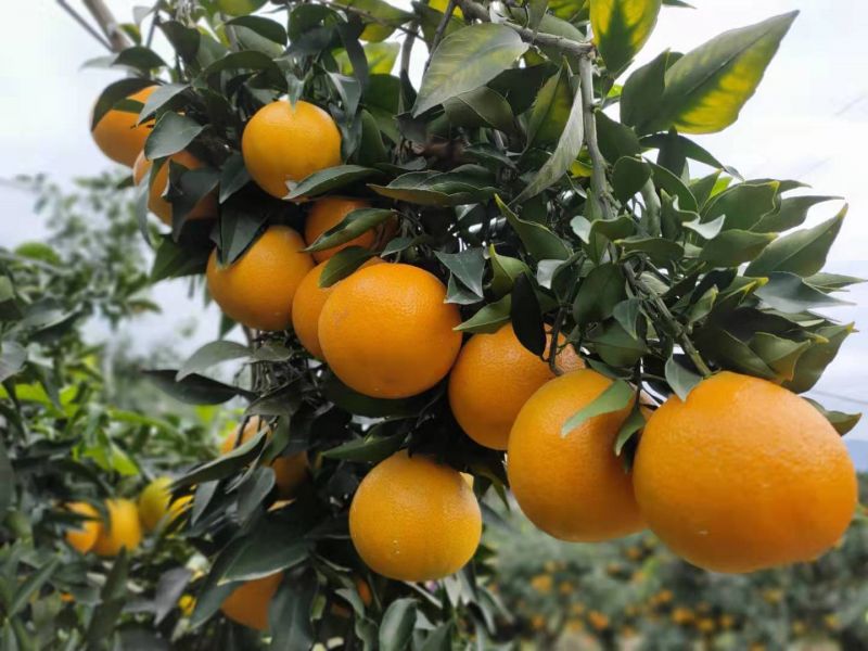 忠县:柑橘熟了 预计产量可达36万吨