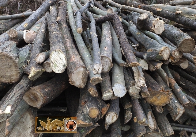 湖北宜昌:农家用杂木树枝做燃料,一年至少节约煤,气钱2000元!