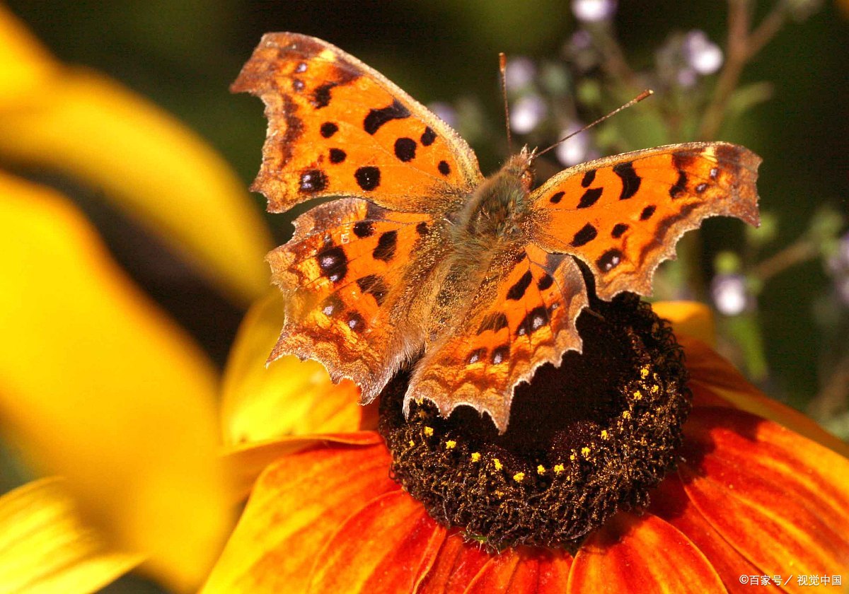 如果我们把教育变成一场游戏