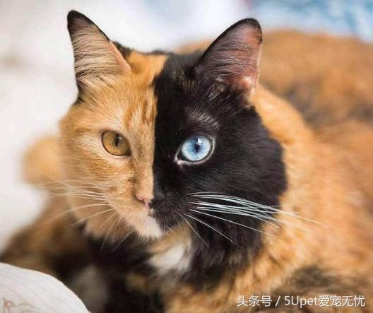 震惊,动物奇葩病症大盘点,狗狗"异瞳症,猫猫"双头三眼猫"